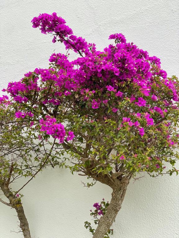 Fewo Cesar Manrique - Albufeira, Portugal المظهر الخارجي الصورة